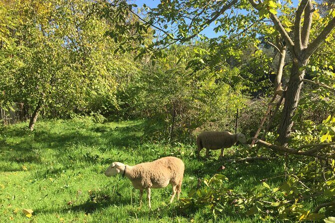 Delphi and Osios Loukas Byzantine Monastery - Who Will Appreciate This Tour?