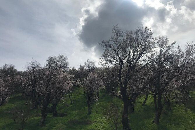 Delphi Private Full-day trip from Athens - FAQs