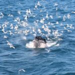 Deluxe Whale Watching and Whales of Iceland Exhibition Combo from Reykjavik - What to Expect on the Day