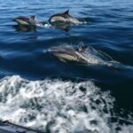 Depart Saint Raphaël: Meet the Dolphins - Who Is This Tour Perfect For?