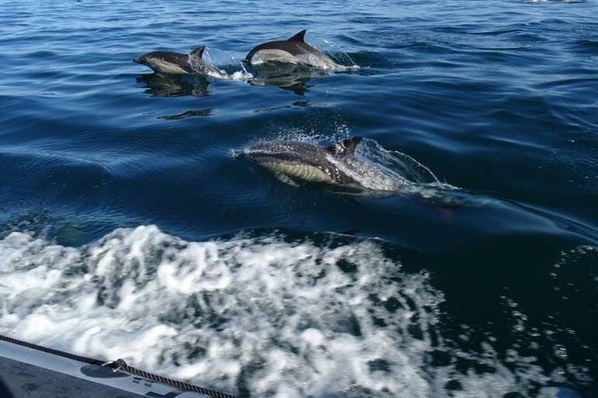 Depart Saint Raphaël: Meet the Dolphins - Who Is This Tour Perfect For?