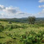 Devon: Dartmoor National Park Guided Tour - The Practical Details and Value