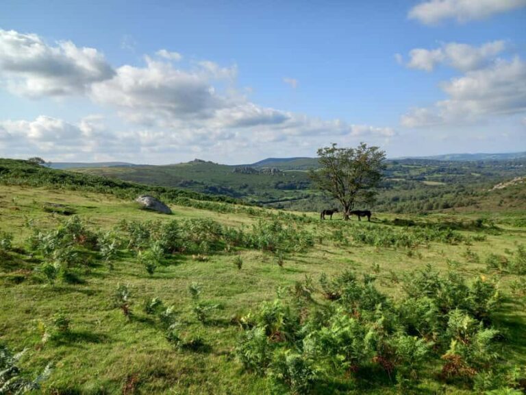 Devon: Dartmoor National Park Guided Tour - The Practical Details and Value