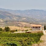 Di Giovanna Winery Tour & 5 Wine Tasting - What Travelers Say: Authentic Insights