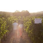Dinner in the vineyard with wine tasting and walk - Frequently Asked Questions