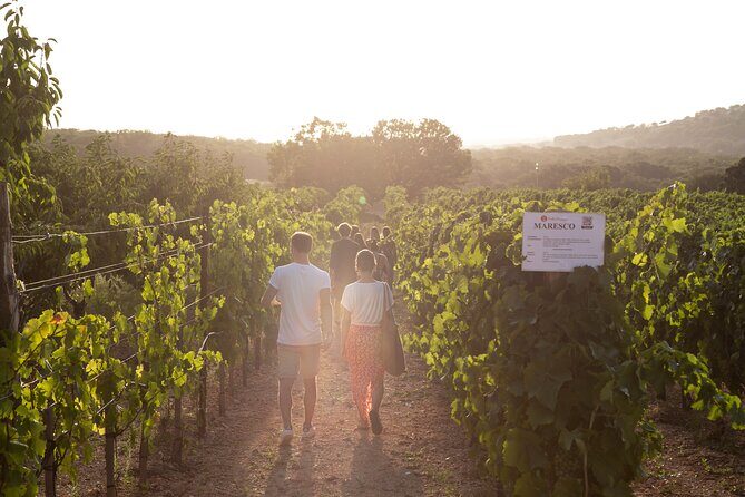 Dinner in the vineyard with wine tasting and walk - Frequently Asked Questions