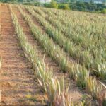 Discover Aloe: A Farm Walk & Workshop - Authentic Experiences Backed by Positive Feedback