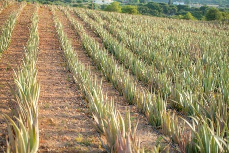 Discover Aloe: A Farm Walk & Workshop - Authentic Experiences Backed by Positive Feedback