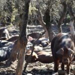 Discover and Tasting How Jamón Iberico is Made - FAQ