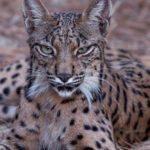 Discover Doñana & Iberian Lynx: Premium Nature Tour - The Practicalities