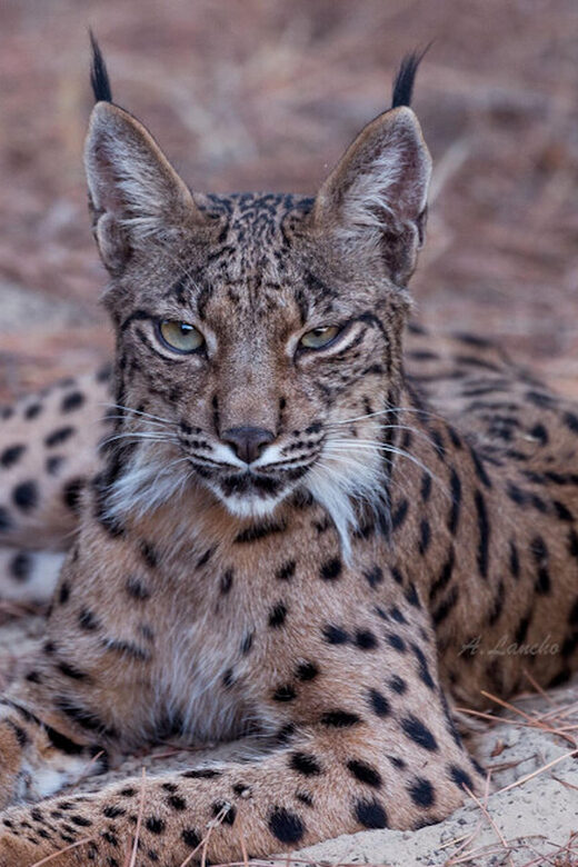 Discover Doñana & Iberian Lynx: Premium Nature Tour - The Practicalities