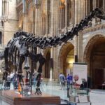 Discover Evolution at the Natural History Museum - An Engaging First Look at the Natural History Museum
