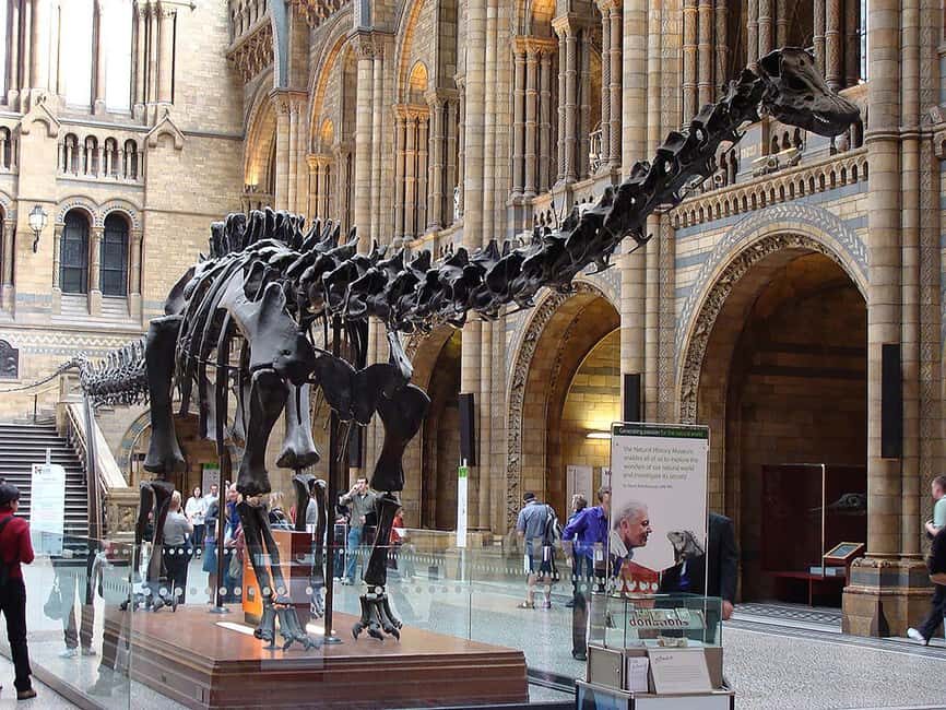 Discover Evolution at the Natural History Museum - An Engaging First Look at the Natural History Museum