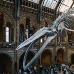 Discover Fossils & Gems at Natural History Museum - FAQs