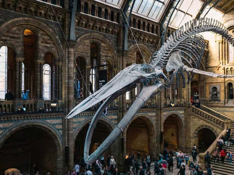 Discover Fossils & Gems at Natural History Museum - FAQs