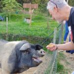 Discover Montepulciano: Cinta Senese Pigs, Lunch & wine in a Farm - Practical Details: What to Know Before You Book
