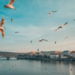 Discover Prague  4 Hours Tour Driving - Itinerary Breakdown: What You’ll See and Do