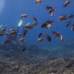 Discover Scuba Diving - The Itinerary: What You Can Expect from Start to Finish