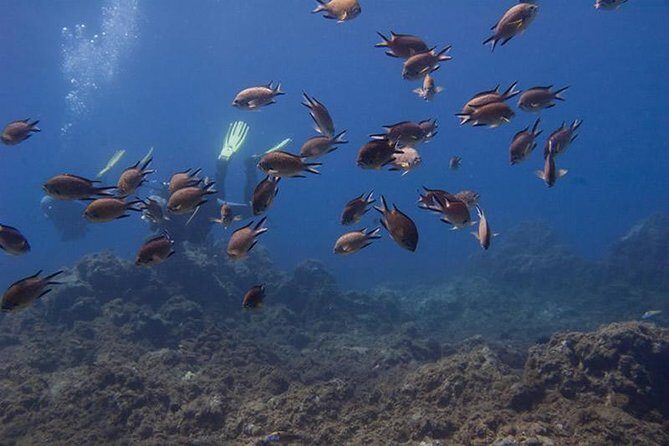 Discover Scuba Diving - The Itinerary: What You Can Expect from Start to Finish