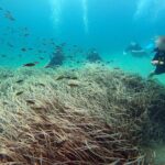 Discover Scuba Diving Experience in Nea Makri, Athens - Introduction & What to Expect