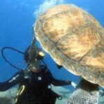Discover Scuba Diving Experience in Turtle Habitat - Authentic Insights from Reviewers