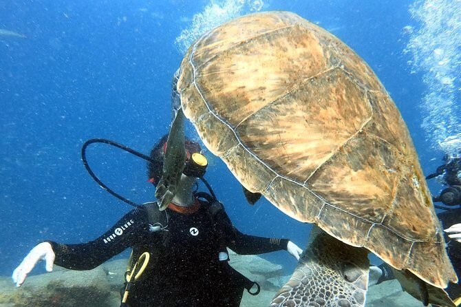 Discover Scuba Diving Experience in Turtle Habitat - Authentic Insights from Reviewers