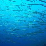 Discover Scuba Diving from the Boot - What to Expect from the Discover Scuba Diving Tour