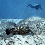 Discover Scuba Diving in Costa Calma - The Experience From the Reviews