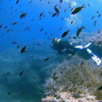 Discover Scuba Diving in Menorca: your first underwater adventure - The Value of the Experience