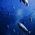 Discover Scuba Diving in Naxos, Greece - Practical Details and Tips