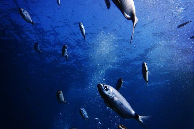 Discover Scuba Diving in Naxos, Greece - Practical Details and Tips