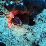 Discover Scuba Diving Private Fun Activity in Athens - The Authenticity and Value