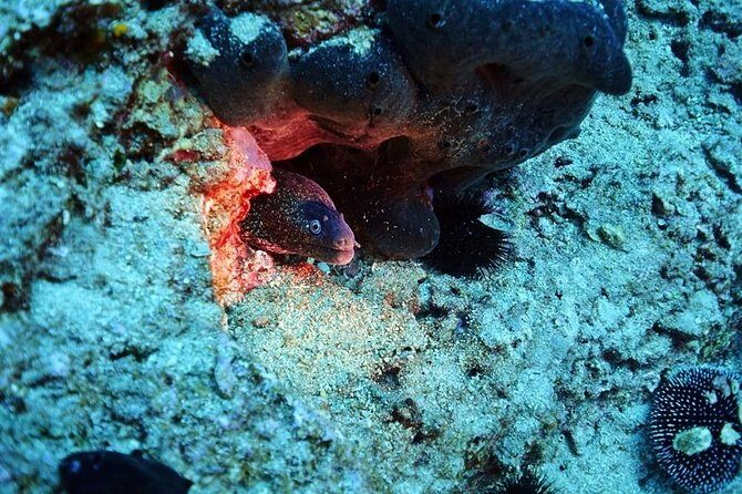 Discover Scuba Diving Private Fun Activity in Athens - The Authenticity and Value