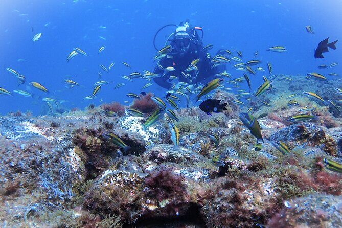 Discover Scuba Diving, Tenerife. Photos and videos included - Who Will Love This Tour?