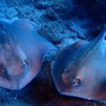 Discover Scuba Diving - Try it for the first time! - Final Thoughts