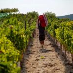 Discover the Essence of Ibizas rich wine culture - Who Will Enjoy This Tour?