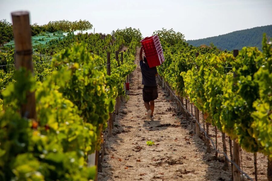 Discover the Essence of Ibizas rich wine culture - Who Will Enjoy This Tour?