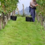 Discover the Essence of Txakoli Wine from San Sebastian - Why This Tour Offers Great Value