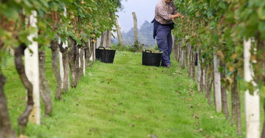 Discover the Essence of Txakoli Wine from San Sebastian - Why This Tour Offers Great Value