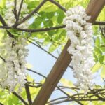 Discover the World of Herbs in the National Garden of Athens - What’s Included and What’s Not?