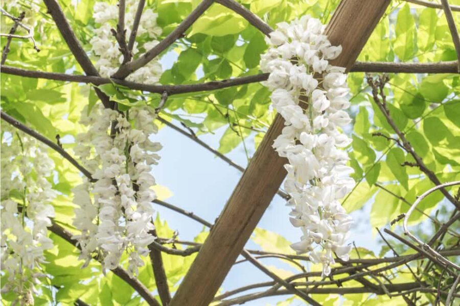 Discover the World of Herbs in the National Garden of Athens - What’s Included and What’s Not?