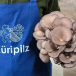 Discover the World of Mushrooms - Final Thoughts