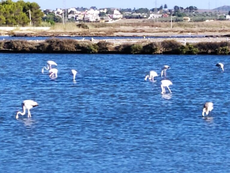 Discover Trapani's Saltpans with an E-Bike Tour - What Makes This Tour Valuable?