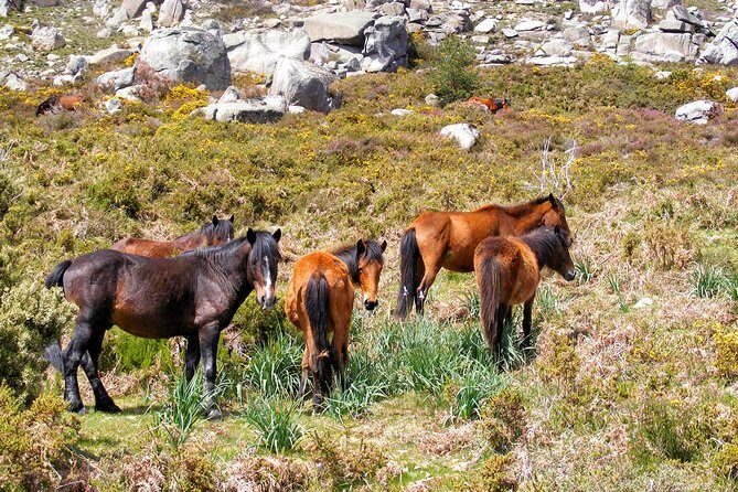 Discovering Campo do Gerês Gate Entrance @ Peneda Gerês National Park - Final Thoughts: Who Will Love This Tour?
