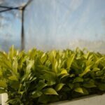 Discovery Tour of Sorrento Lemon in Massa Lubrense - Introduction: Why This Sorrento Lemon Tour Is Special