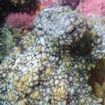 Dive Baptism 1 Dive In Tenerife 3,5h - Who Should Consider This Experience?