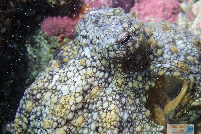 Dive Baptism 1 Dive In Tenerife 3,5h - Who Should Consider This Experience?