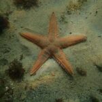 Dive in Marine Reserve, Arrábida, Setúbal, Sesimbra, near Lisbon - FAQ