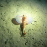 Diving - Final Thoughts