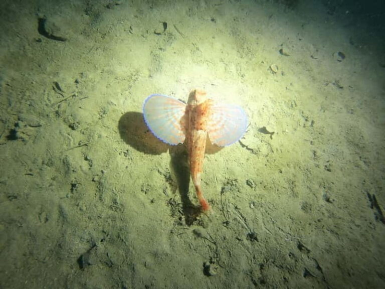 Diving - Final Thoughts